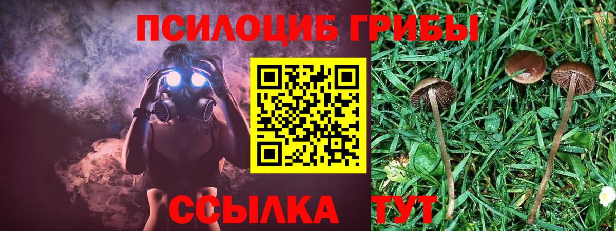 купить   Псилоцибиновые грибы прущие грибы  Баксан  Вход с VPN  Псилоцибиновые грибы мицелий 